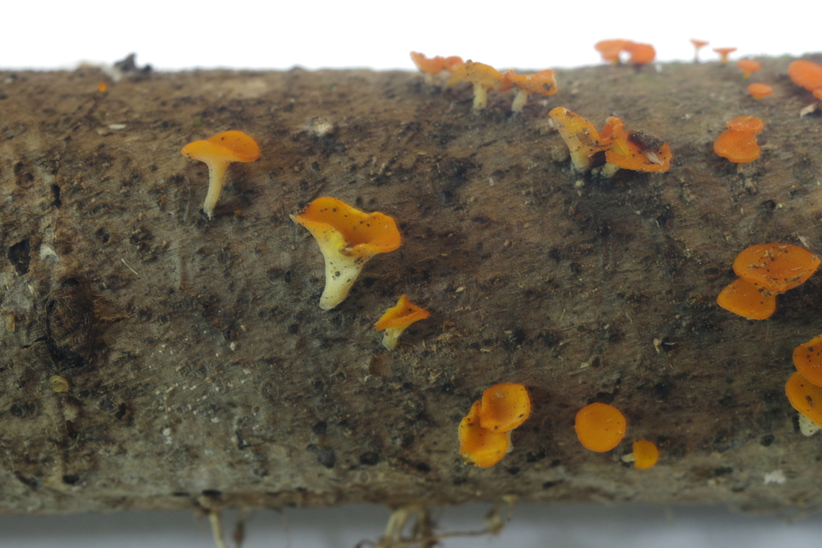 ニセキンカクアカビョウタケ