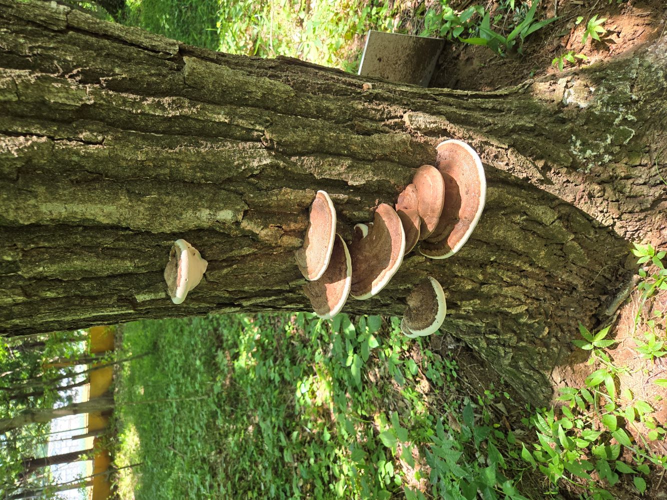 オオミノコフキタケ