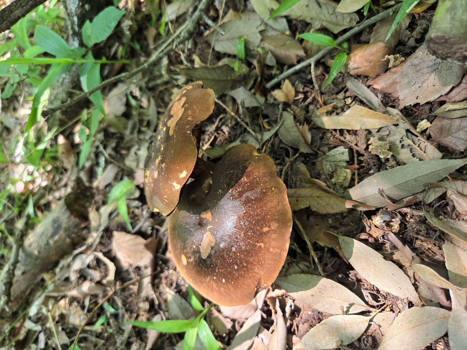 コゲチャイロカワリ