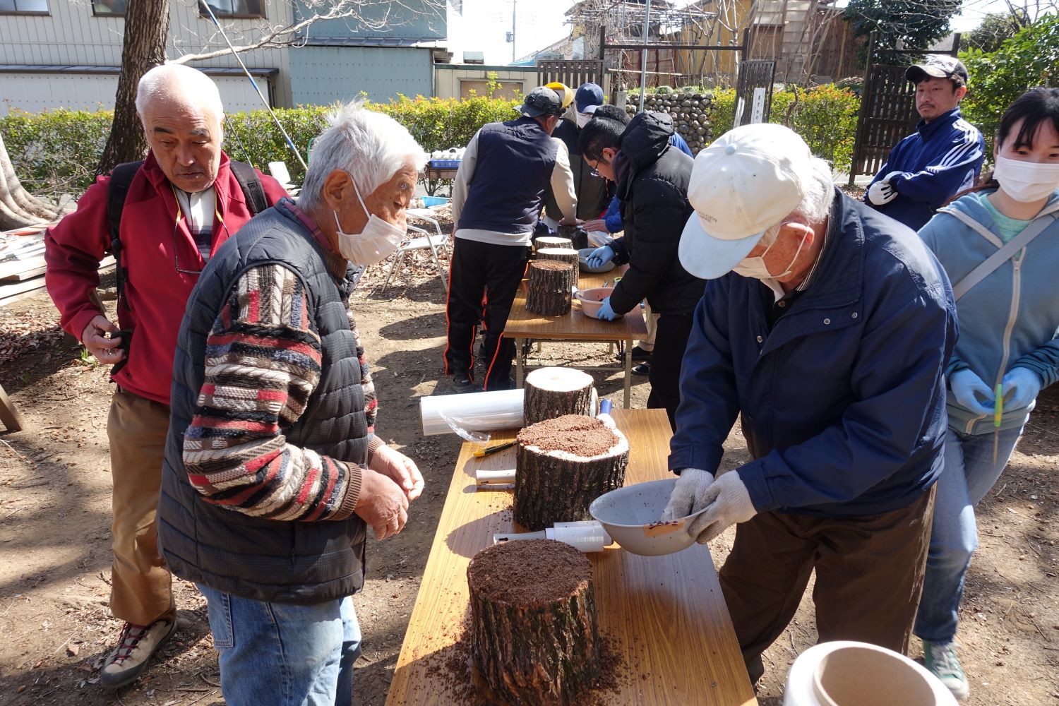 サンドイッチ栽培作業中