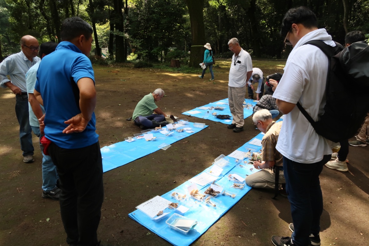 同定作業の様子