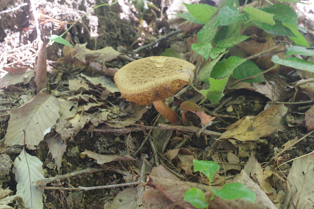 アイゾメクロイグチ