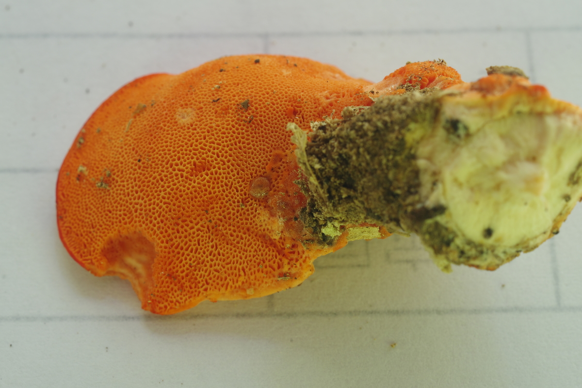 アケボノオシロイダケ