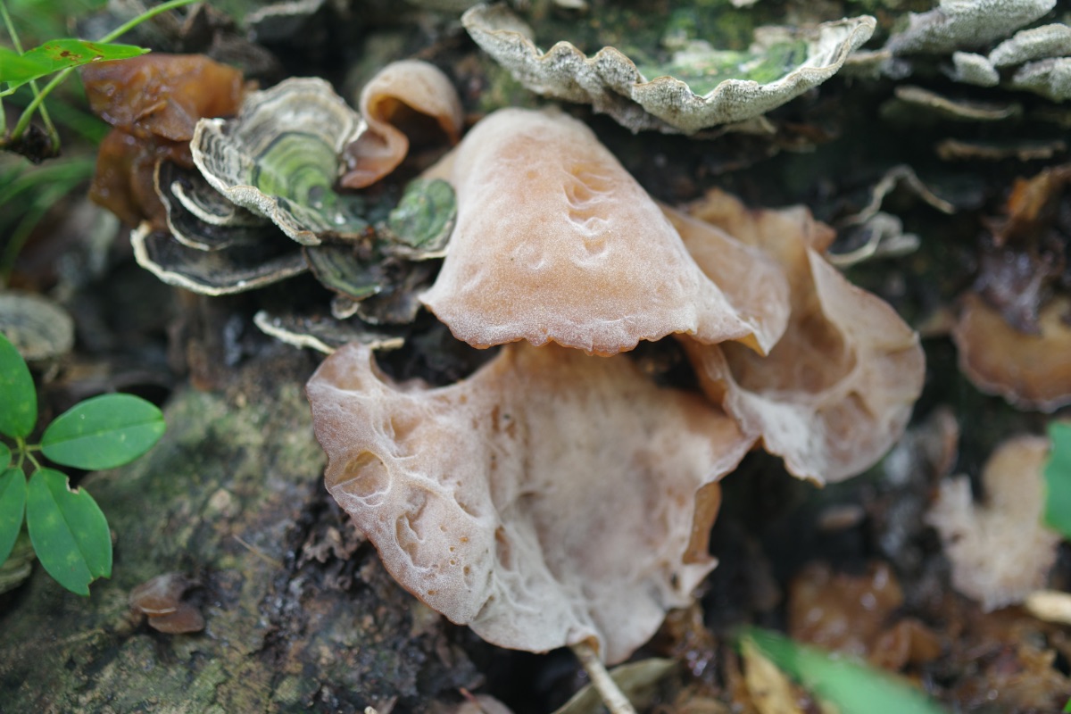 アラゲキクラゲ