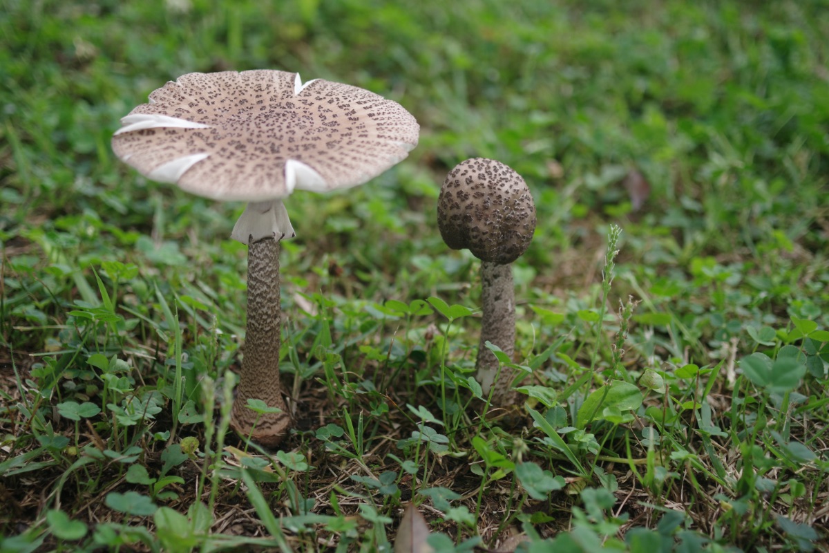 ヘビキノコモドキ