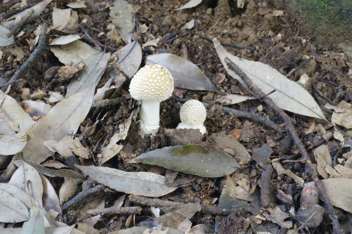 イボテングタケ