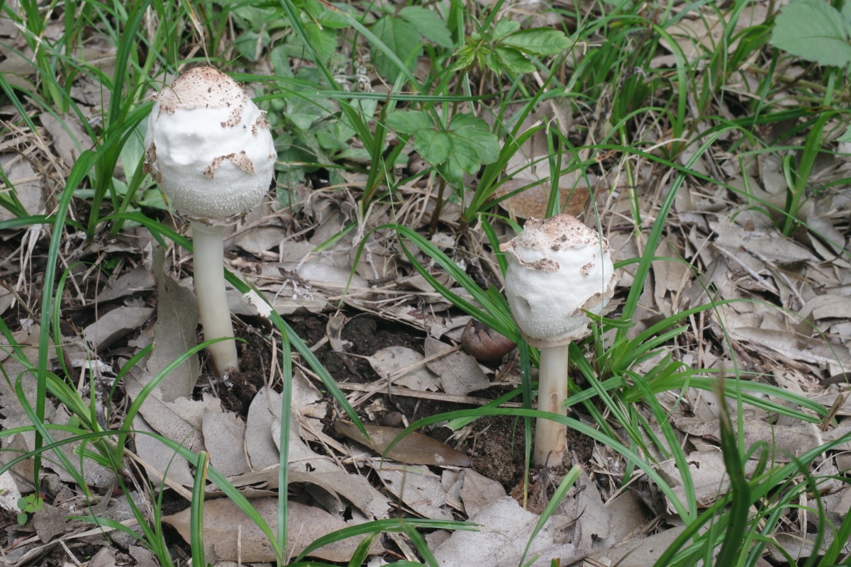 オオシロカラカサタケ