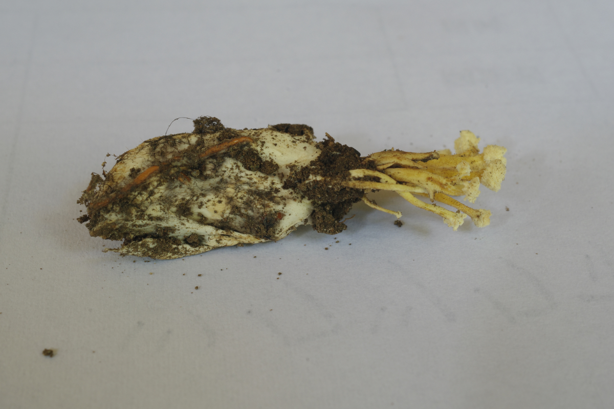 ツクツクボウシタケ