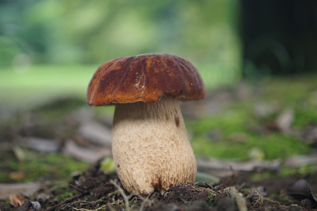 ヤマドリタケモドキ